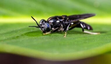 Black soldier fly partnership produces omega-3-rich poultry feed from…
