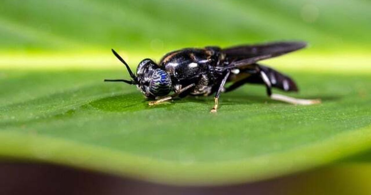 Black soldier fly partnership produces omega-3-rich poultry feed from…