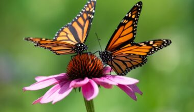 From Orillia to Ohio: tracking follows monarch's remarkable journey