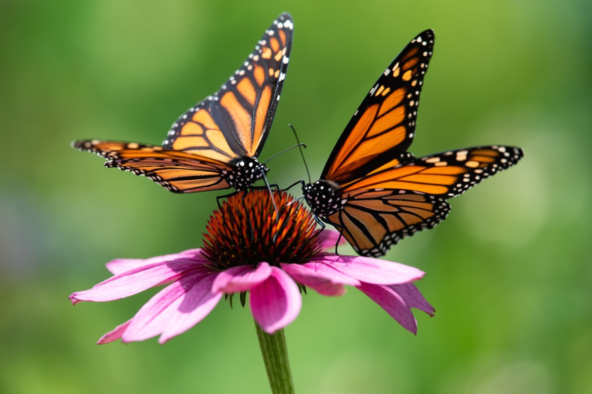 From Orillia to Ohio: tracking follows monarch's remarkable journey