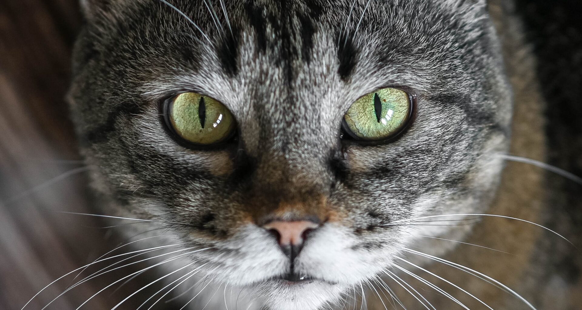 Cat Owners: There's a Parasite You've Probably Never Heard Of, And It's More Common in Winter : ScienceAlert