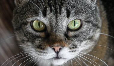 Cat Owners: There's a Parasite You've Probably Never Heard Of, And It's More Common in Winter : ScienceAlert