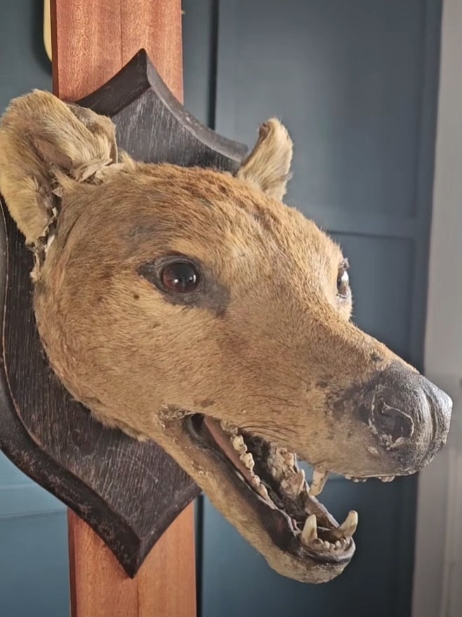 Mounted taxidermy head of Trevor the thylacine seen from the side
