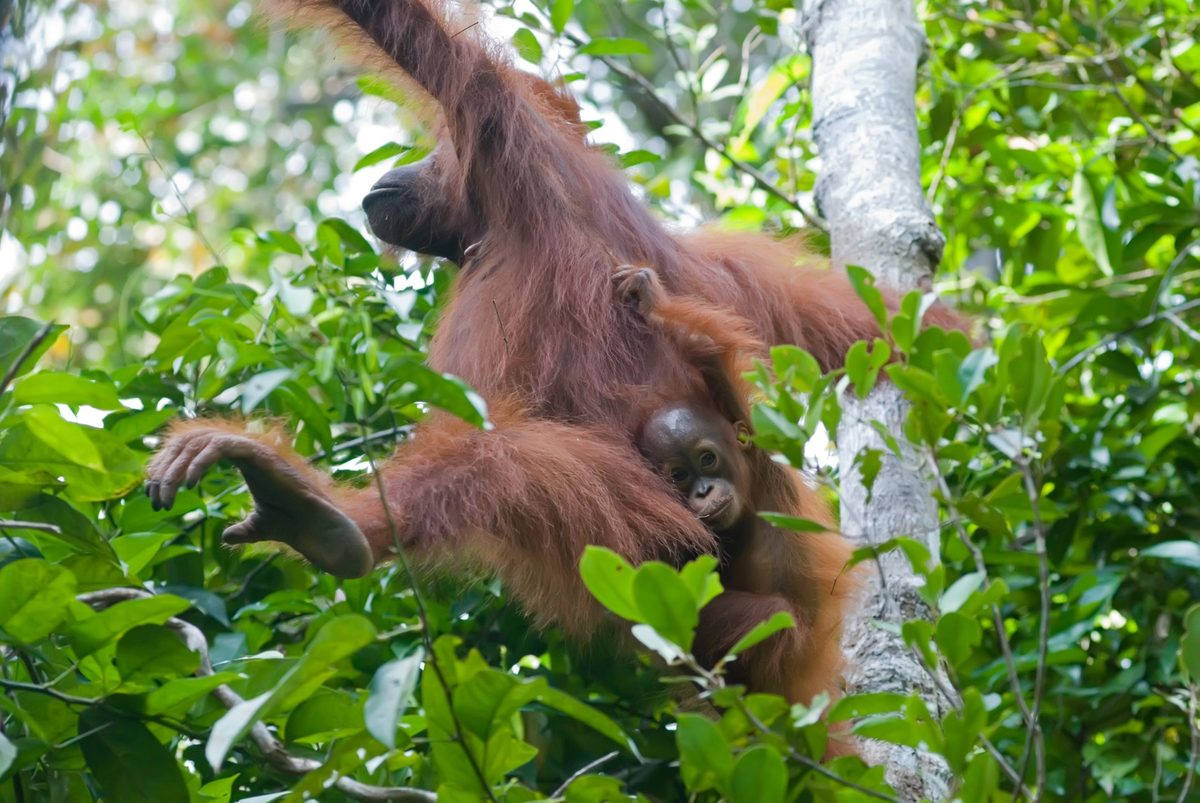 Orangutan infant carried by mother during travel