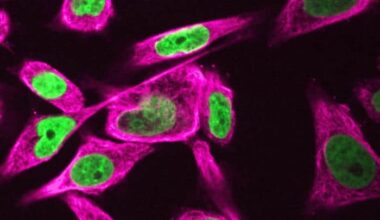 Earth's gravity and magnetism have unexpected effects on the human genome and mitochondria – Physics World