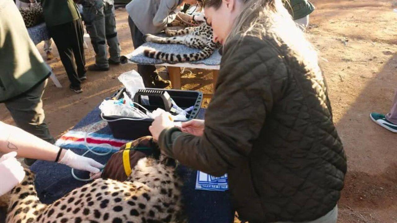 A second group of cheetahs is scheduled to join them later to strengthen the founding population. Image Credit: Endangered Wildlife Trust/Discover Africa Cheetahs are returning to the Greater Luangwa Ecosystem