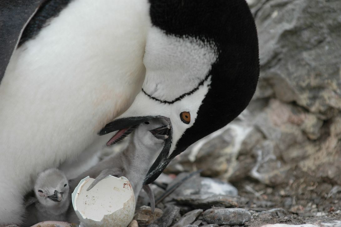 Chinstrap penguin feeding chick on Signy Island in the South Orkney Islands, Antarctica.
