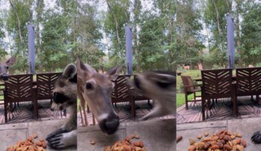 ‘Hangry’ raccoon refuses to share snack with curious deer