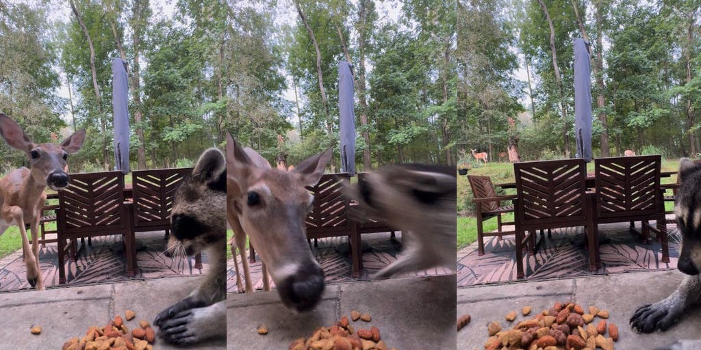 ‘Hangry’ raccoon refuses to share snack with curious deer