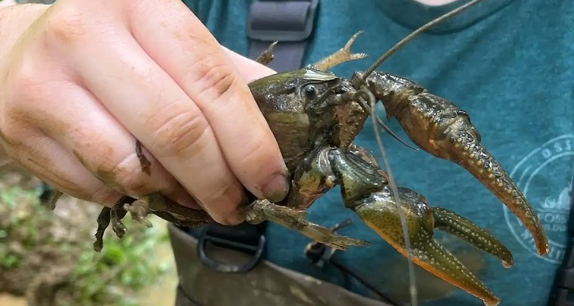 “Crawzilla” was huge. Then scientists found an even bigger crayfish