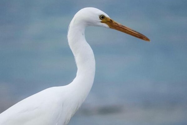 A tall white bird with a long neck and an orange beak.