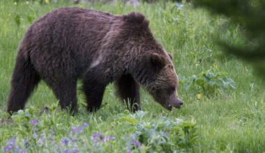 Grizzly bear spotted along Zeballos mainline on North Vancouver Island