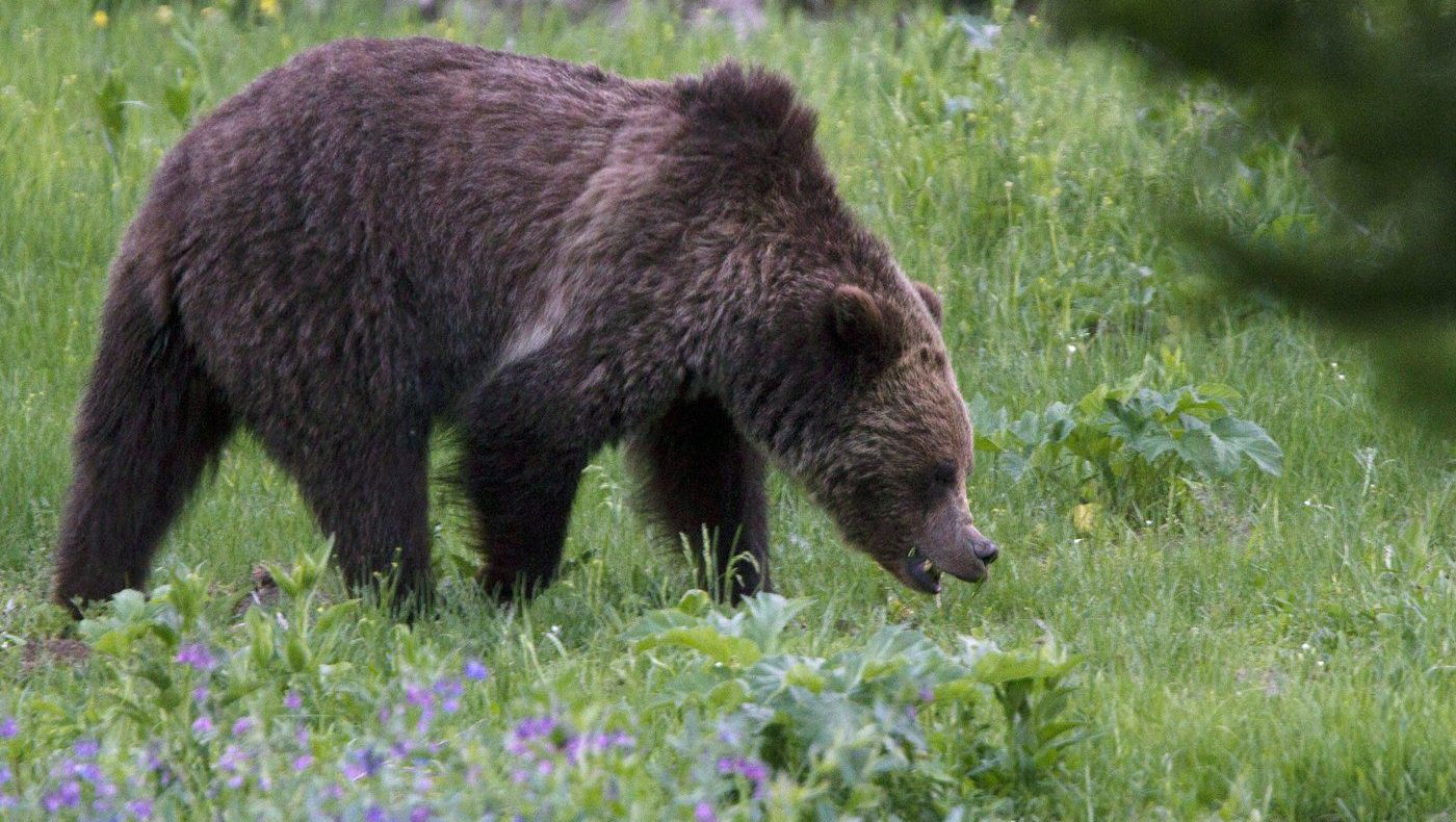 Grizzly bear spotted along Zeballos mainline on North Vancouver Island