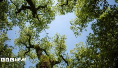 The canopy of some trees.