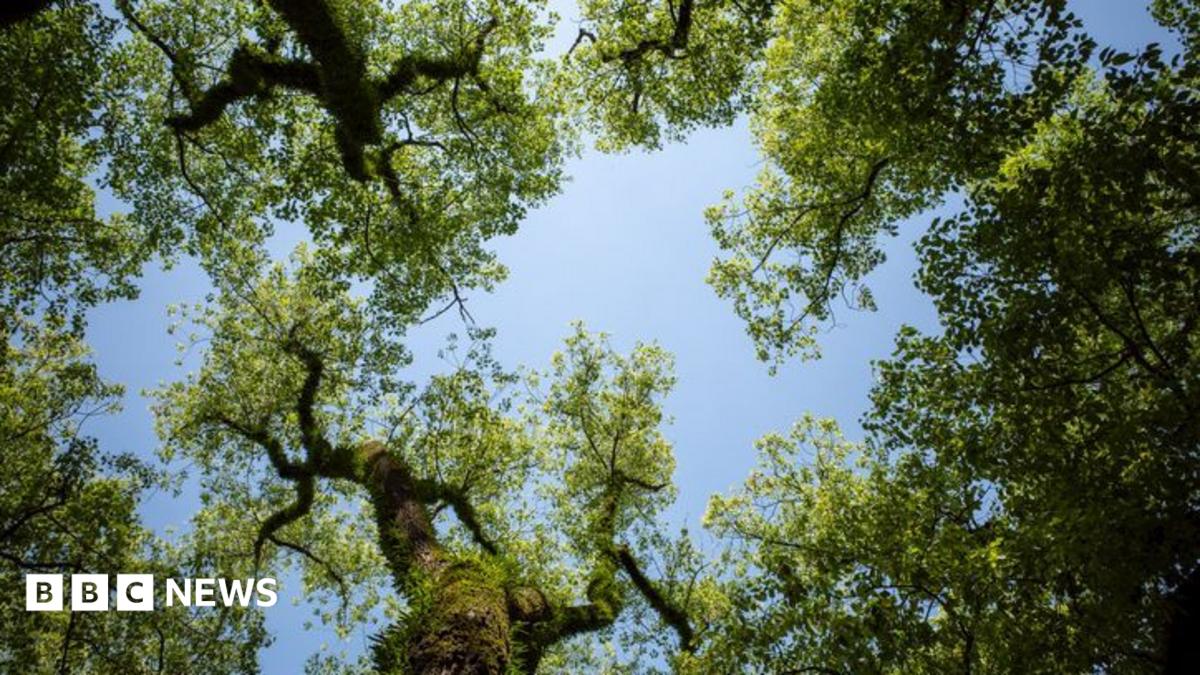 The canopy of some trees.