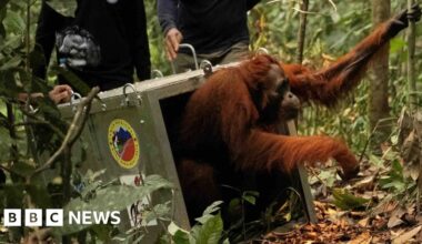 Endangered orangutans released back into the wild after Borneo fires