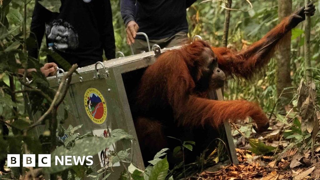 Endangered orangutans released back into the wild after Borneo fires