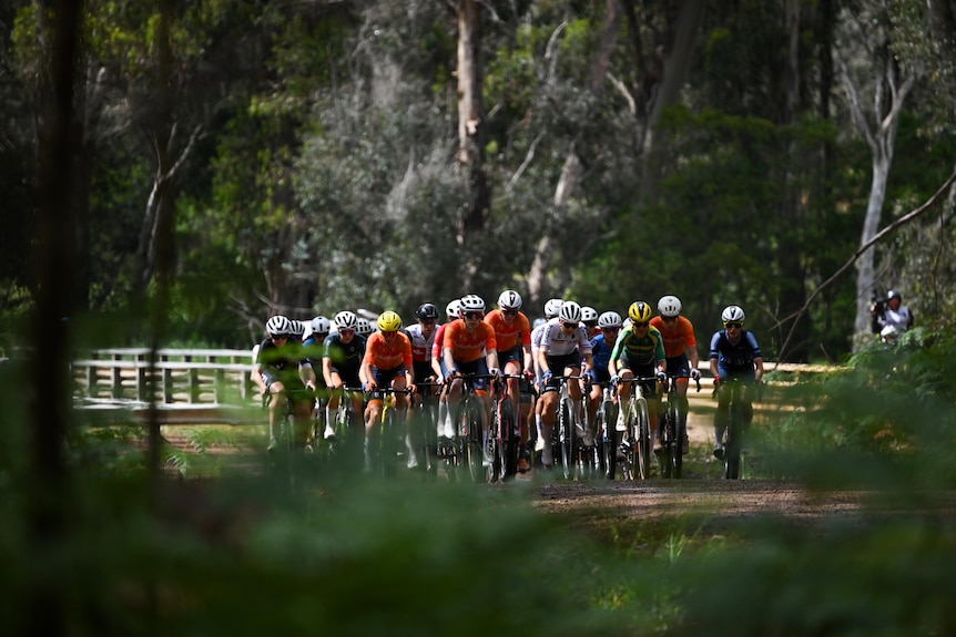 A pack of cyclists with tall trees in the background.
