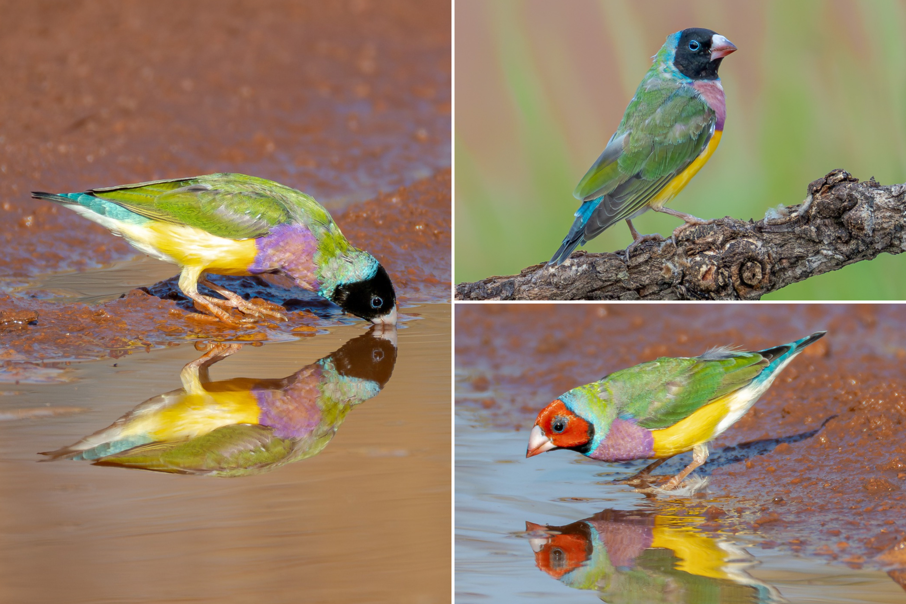 A collage of Gouldian finch birds drinking water from a puddle, their feathers are green, blue, purple, yellow, red and black.