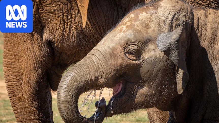 Elephant calves first in Australia to be vaccinated against deadly virus