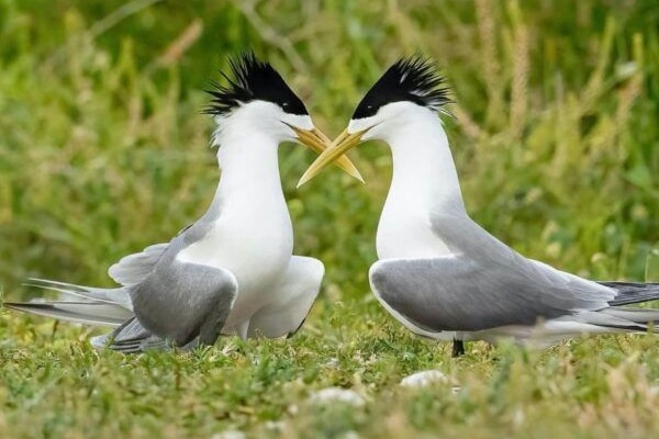 Two white-and-grey birds with striking black crests and yellow beaks face each other while standing on green grass.