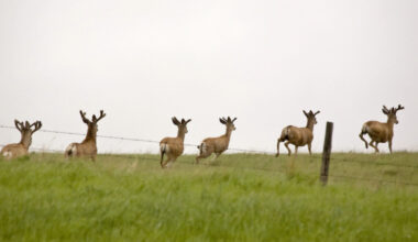 Deer running in a prairie field.