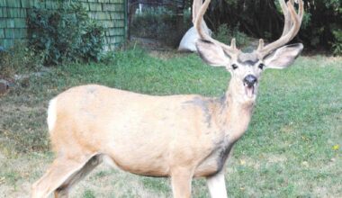 Penticton wants public feedback on draft urban deer plan