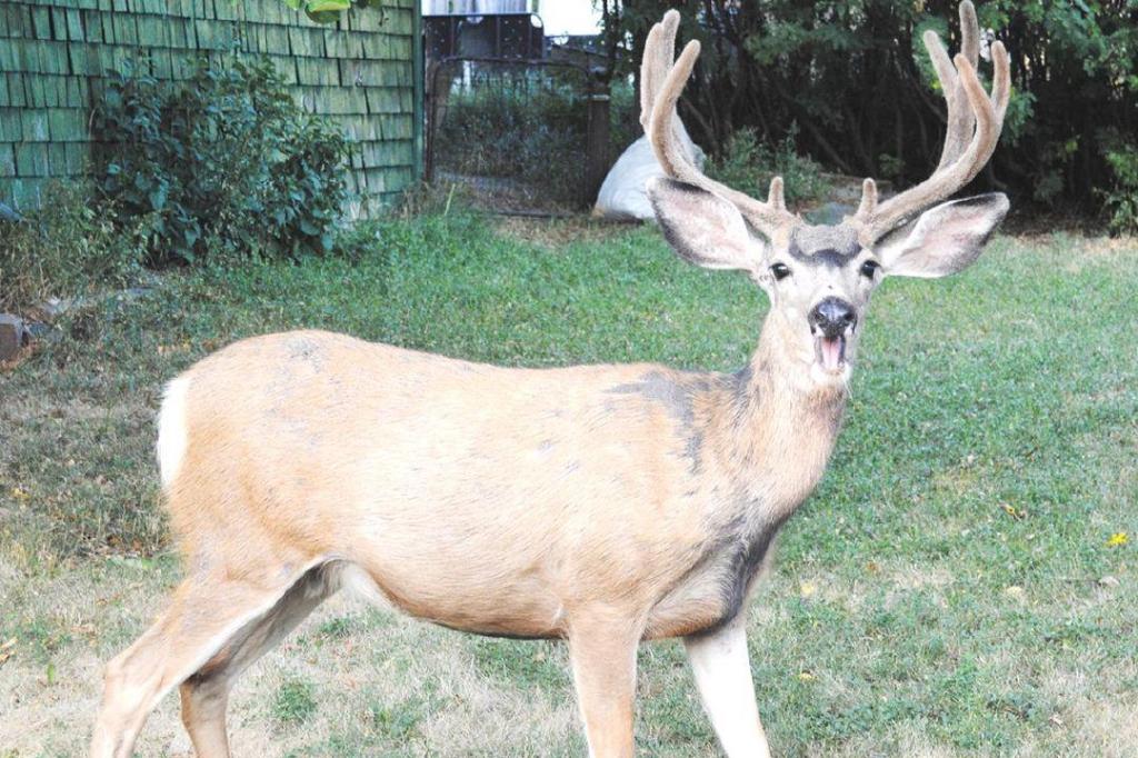 Penticton wants public feedback on draft urban deer plan