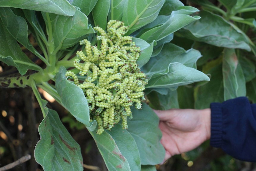 A big green leafy plant with flowers that look like clumps of green caterpillars.