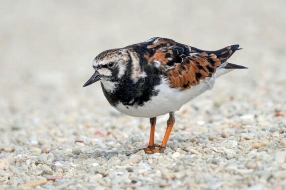 A white-bellied bird with brown and black wings and head. 