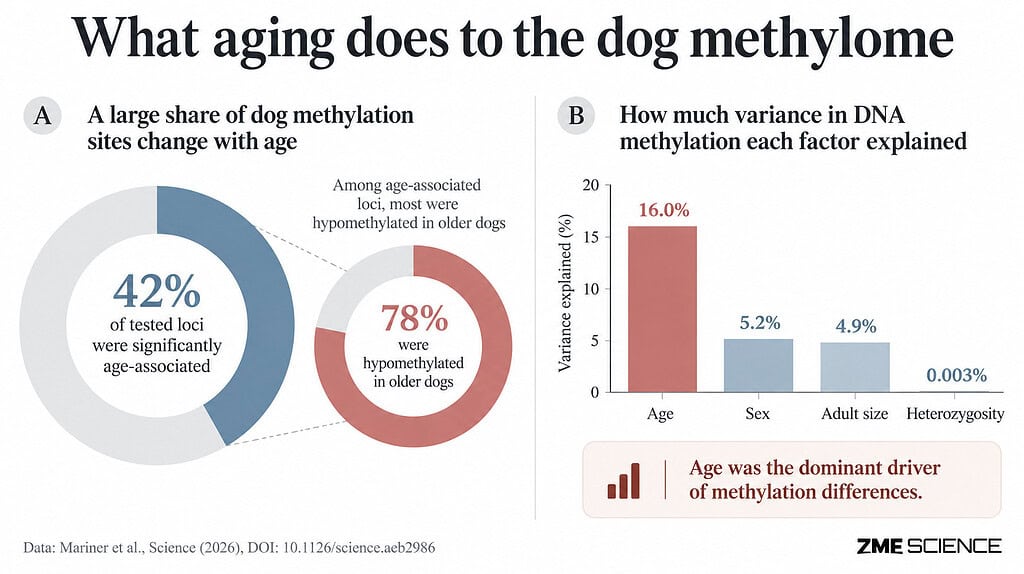 graphs showing details of differences in methylation based on age, sex and size of dogs