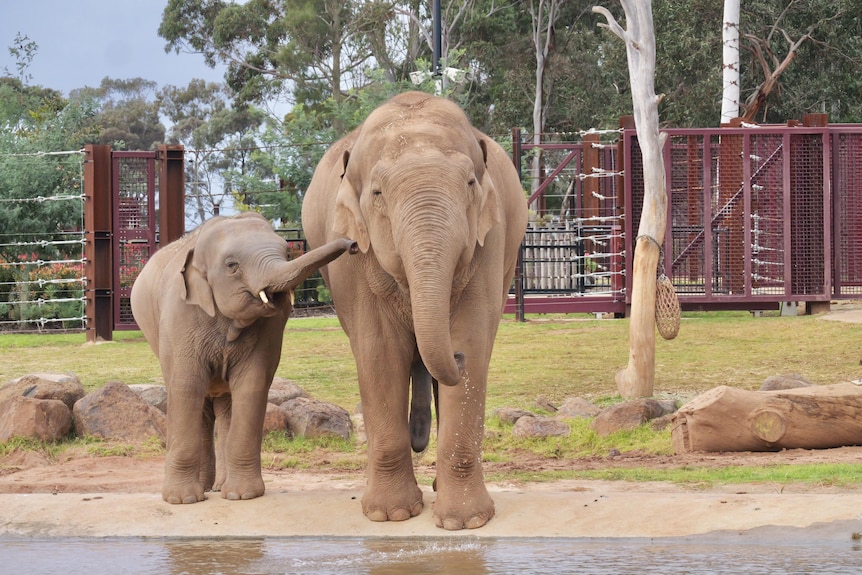 Front-on view of a small elephant lifting its trunk up to the face of its larger mum.