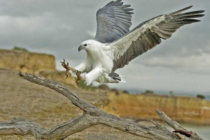 A large eagle with grey wings and a white body lands on a branch.