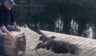 Experts help thin, dehydrated eagle return to Greater Victoria skies