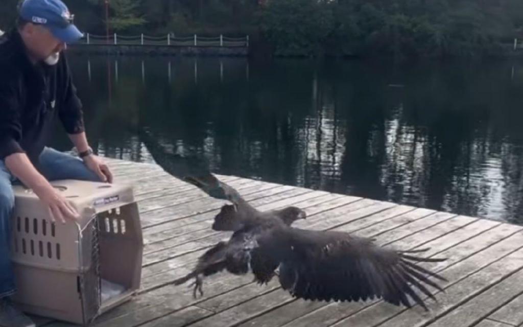 Experts help thin, dehydrated eagle return to Greater Victoria skies