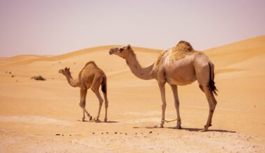 How long can animals last without water