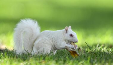 Albino squirrel