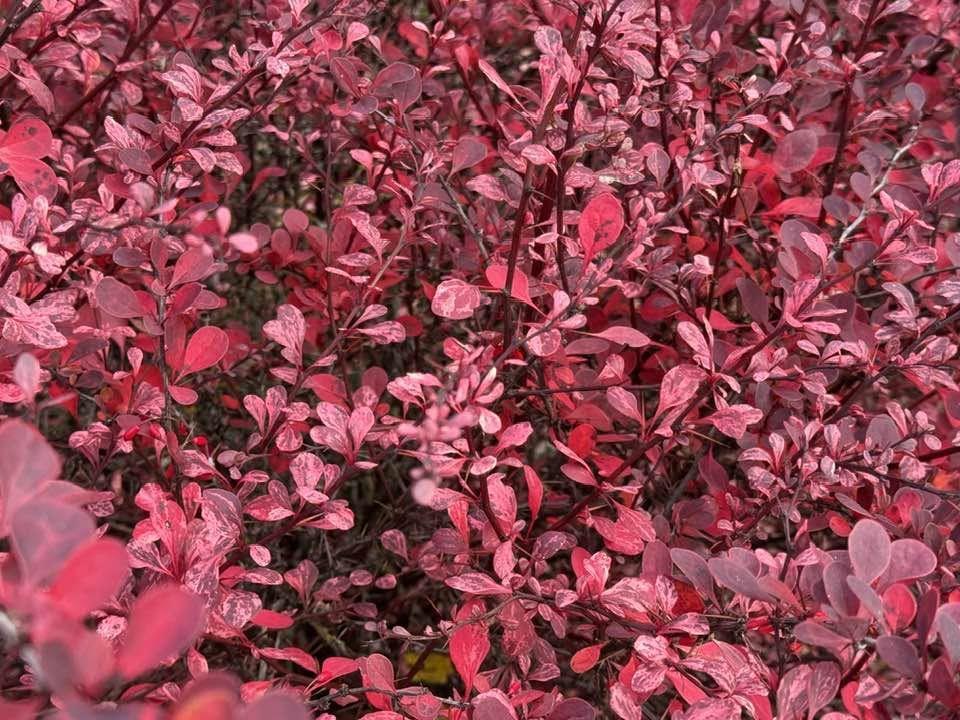 THROUGH YOUR LENS: Fall for the beauty
