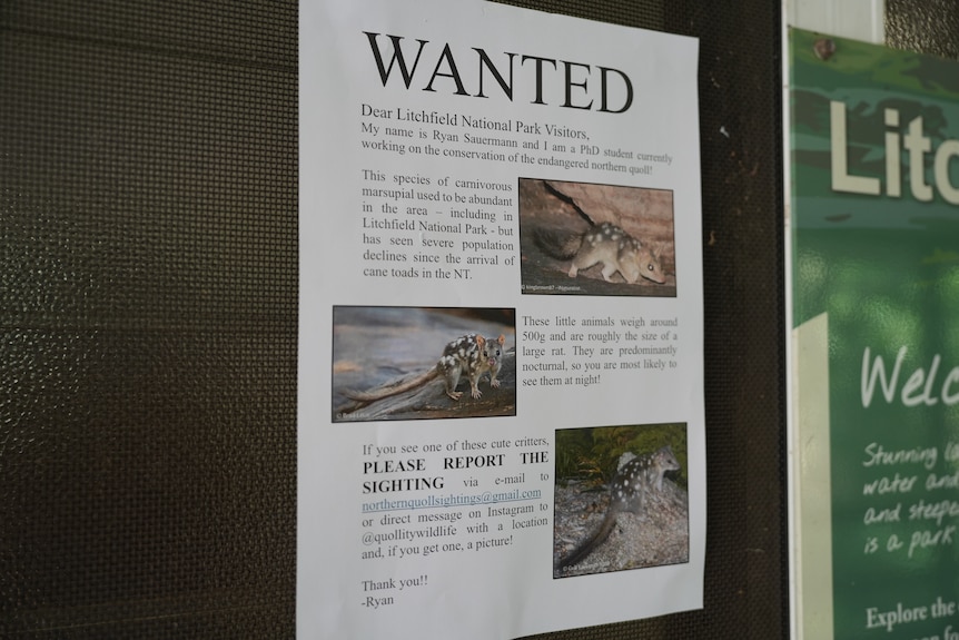 An A4 printed poster pinned up reads WANTED, images of northern quolls sit alongside information about the species.