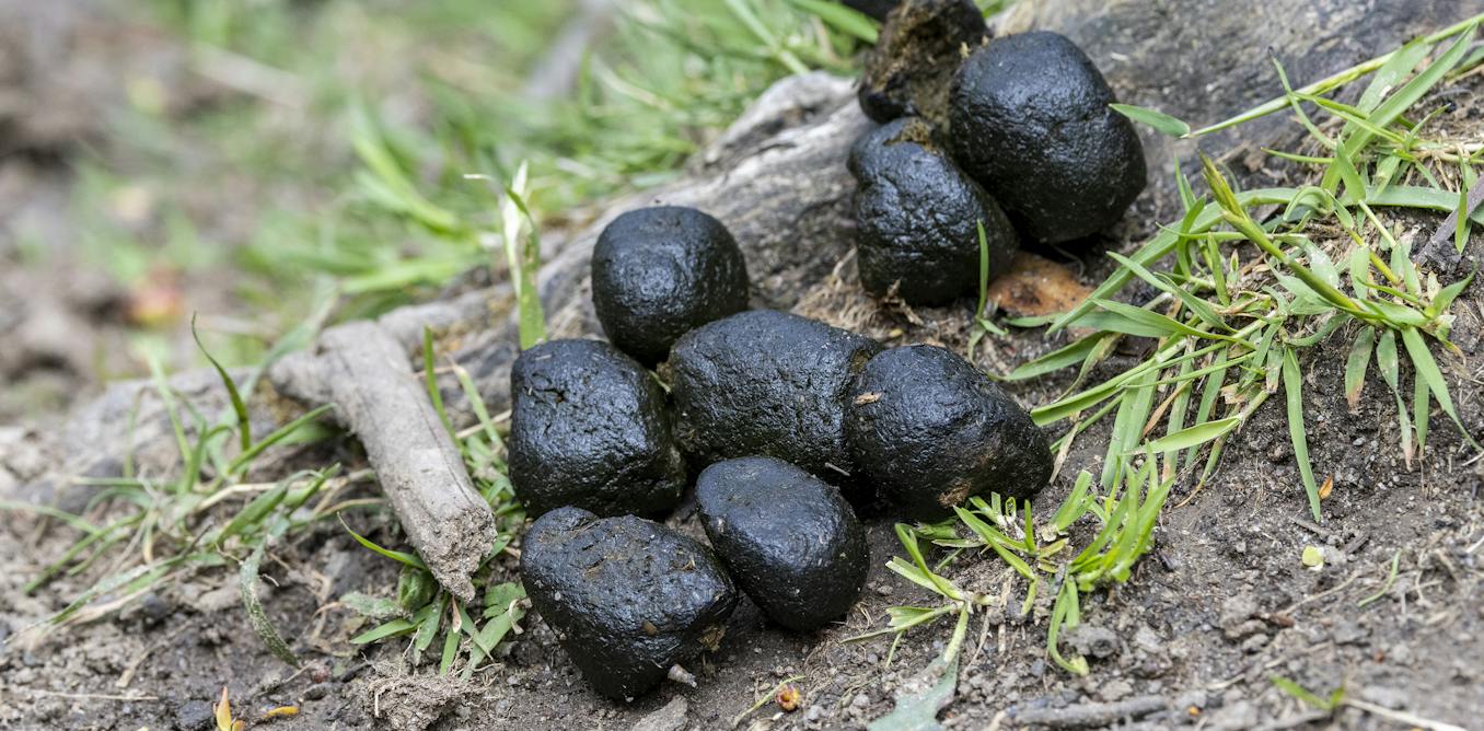 The power of poo: why conservationists love animal scat
