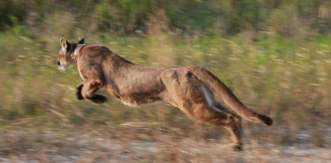 3 iconic animals show the value of the US Endangered Species Act – and the harm in stripping it away