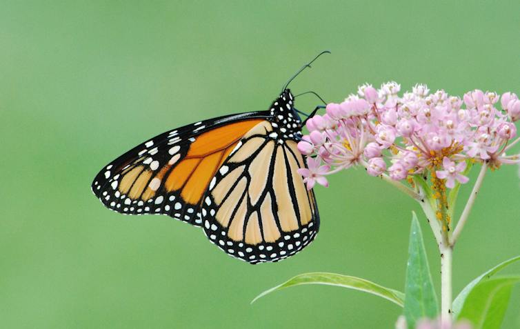 An orange and black butterfly on a pink constellation of tiny flowers.