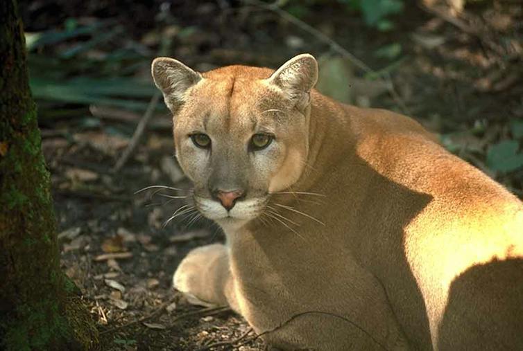 A big yellow cat under a tree stares into the camera.