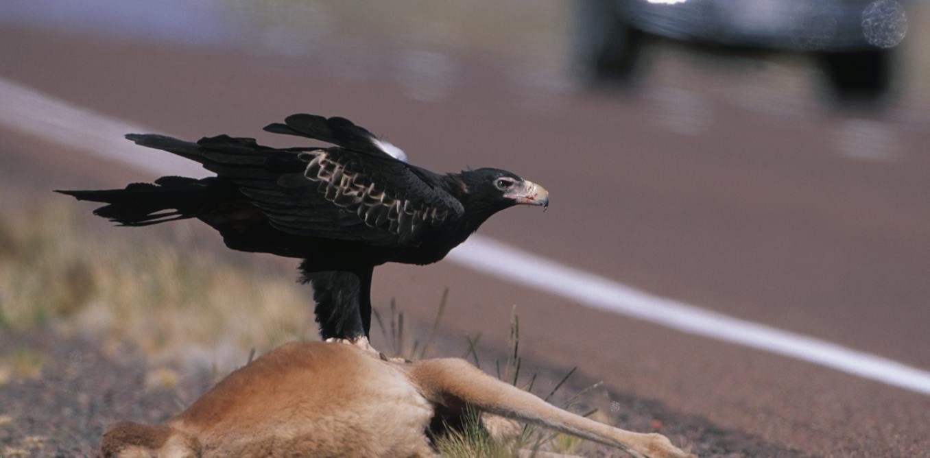 Australian scavengers don’t just eat everything and slink away. They approach a carcass like a buffet