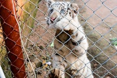 A small tiger cub behind a fence with its paws up on the wire.