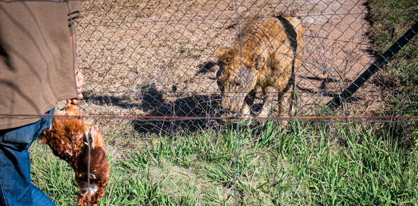 South Africa’s lion petting industry: we spent three years investigating and here’s what we found
