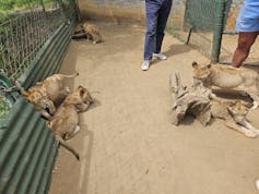 Lions lie on the ground while humans walk among them.
