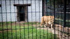 A lion outside a small room pacing up and down next to a fence