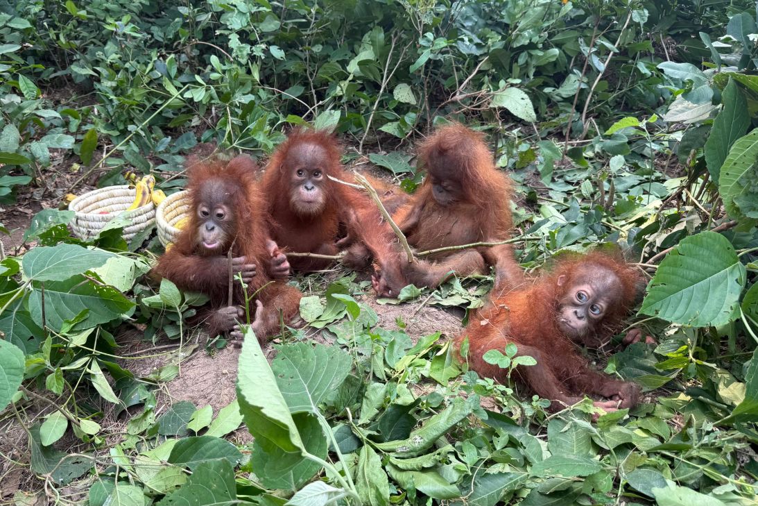 Indonesia’s government says the available evidence suggests the babies originated in Sumatra.
