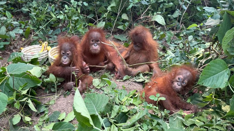 How did five baby orangutans end up abandoned in India?